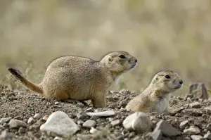 Black-tailed Praire Dogs Pair looking out at entrance to burrow Montana. USA