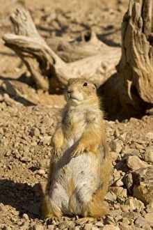 Images Dated 21st March 2005: Black-tailed Prairie Dog