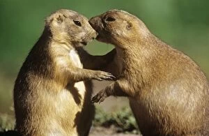 Images Dated 13th July 2007: Black-tailed Prairie Dog