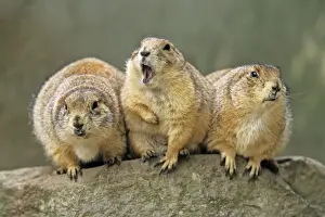 Black-tailed Prairie Dog - 3 animals in a row, Emmen, Holland