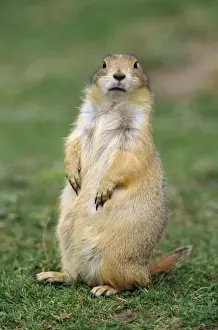 Black-tailed Prairie Dog