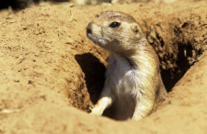 Images Dated 16th July 2007: Black-tailed Prairie Dog - adult alert at burrow entrance