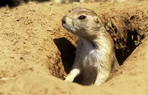 Burrow Prints: Black-tailed Prairie Dog - adult alert at burrow entrance