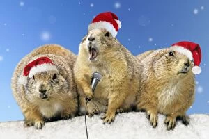 Christmas Hat Collection: Black-tailed Prairie Dog - three animals in a row wearing Christmas hats one holding a microphone