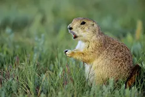 Barking Prints: Black-tailed Prairie Dog barking. MI725