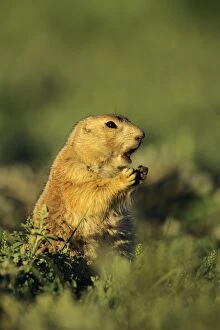 Images Dated 15th October 2008: Black-tailed Prairie Dog barking. MI851