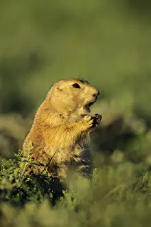 Call Prints: Black-tailed Prairie Dog barking. MI851