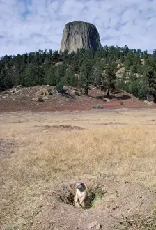 Black Tailed Prints: Black-tailed Prairie Dog - Devils Tower National Monument, Wyoming, USA