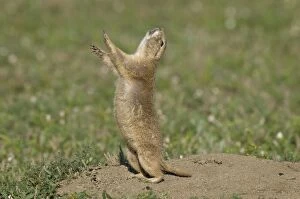 Images Dated 28th July 2011: Black-tailed Prairie Dog - doing 'jump-yip' signal behaviour - Theodore Roosevelt National Park