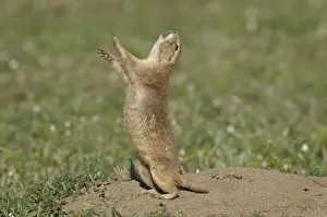 Territory Prints: Black-tailed Prairie Dog - doing jump-yip signal behaviour - Theodore Roosevelt National Park - North Dakota - North