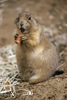 Black-tailed Prairie Dog - eating carrot, Emmen, Holland