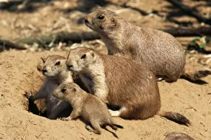 Black-tailed Prairie Dog Family at burrow entrance
