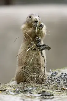 Black-tailed Prairie Dog - feeding on dry vegetation, Emmen, Holland