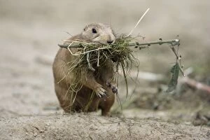 Black-tailed Prairie Dog - female collecting bedding for burrow