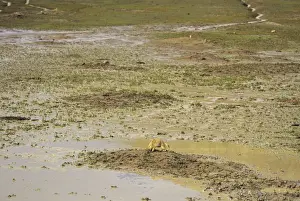 Black-tailed Prairie Dog - flooded Black-tailed Prairie Dog town after summer thunderstorm. Theodore Roosevelt National Park, North Dakota, USA. MI809