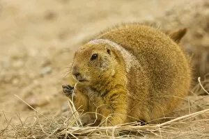 Black-tailed Prairie Dog - With grass in mouth - from the great plains