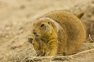 Black Tailed Prints: Black-tailed Prairie Dog - With grass in mouth - from the great plains, USA