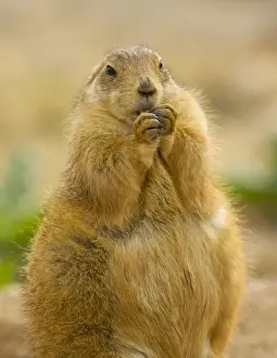 Black Tailed Prints: Black-tailed Prairie Dog - from the great plains, USA