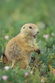 Call Prints: Black-tailed Prairie Dog Mi650