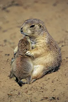 Black-tailed Prairie Dog - mother playing with baby Black-tailed Prairie Dog - mother playing with baby