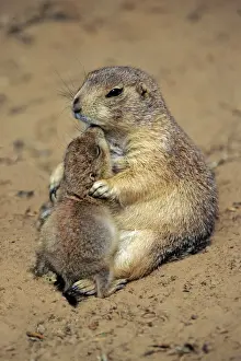 Black-tailed Prairie Dog - mother playing with baby animal, Emmen, Holland