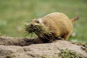 Black-tailed PRAIRIE DOG - with nest material by burrow entrance