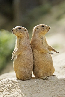 Images Dated 27th July 2007: Black-tailed Prairie Dog - pair on alert for danger, Emmen, Holland
