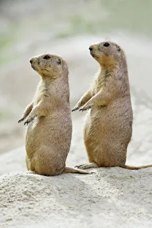 Images Dated 27th July 2007: Black-tailed Prairie Dog - pair on alert for danger, Emmen, Holland