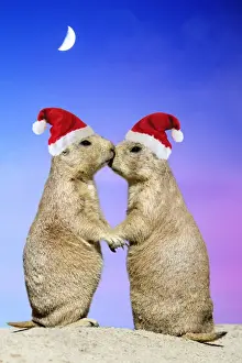 Black-tailed Prairie Dog - pair in Christmas hats showing affection Manipulated Image: sunset background (USH-8) added - Christmas hats (Su)