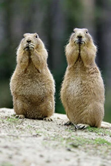 Images Dated 27th July 2007: Black-tailed Prairie Dog - pair nibbling on food, Emmen, Holland