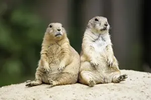 Black-tailed Prairie Dog - pair resting, Emmen, Holland