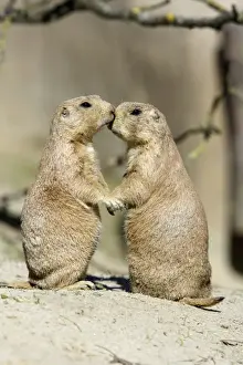Greetings Prints: Black-tailed Prairie Dog - pair showing affection behaviour, Emmen, Holland