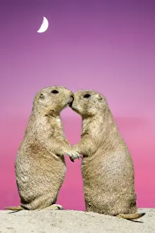 Black-tailed Prairie Dog - pair showing affection behaviour, Emmen, Holland Manipulated Image: sunset background (USH-8) added