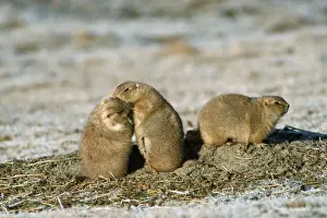 Black Tailed Prints: Black-tailed Prairie Dog Polar Park, Canada