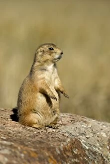 Black-tailed Prairie Dog - Sitting on rock, side view