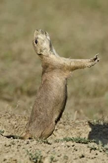 Images Dated 28th July 2011: Black-tailed Prairie Dog - town / colony - one prairie dog doing 'jump-yip' signal behaviour