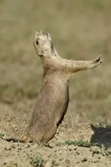 Black-tailed Prairie Dog - town / colony - one prairie dog doing jump-yip signal behaviour - Northern Great Plains - USA (whilst not definitive)