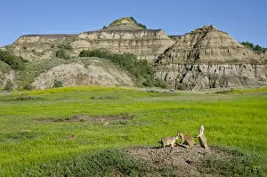 Black-tailed Prairie Dog - town / colony - one prairie dog doing jump-yip signal behaviour - Theodore Roosevelt National Park - North Dakota - North America (whilst not definitive)