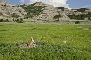 Black-tailed Prairie Dog - town / colony - one prairie dog doing jump-yip signal behaviour - Theodore Roosevelt National Park - North Dakota - North America (whilst not definitive)
