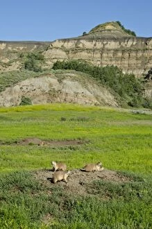 Images Dated 24th July 2011: Black-tailed Prairie Dog - town / colony - summer - Theodore Roosevelt National Park - North