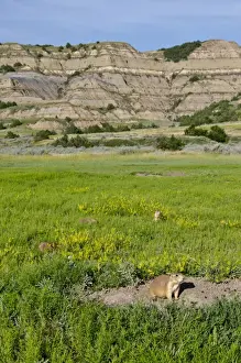 Black-tailed Prairie Dog - town / colony - Theodore Roosevelt National Park - North Dakota - North America _E7B1950