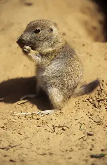Black-tailed Prairie Dog - young eating