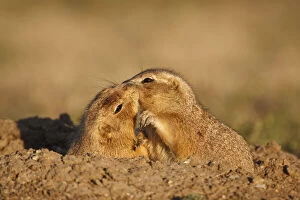 Grooming Gallery: Black tailed Prairie Dogs (Cynomys ludovicianus)