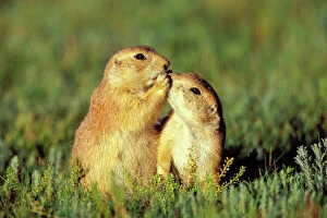 Black-tailed PRAIRIE DOGS - greeting one another