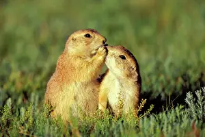 Funny Prints: Black-tailed Prairie Dogs TOM 602 Greeting one another - Montana