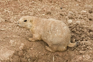 Images Dated 22nd August 2010: Black-Tailed Prairie Marmot - at entrance to burrow