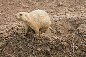Images Dated 22nd August 2010: Black-Tailed Prairie Marmot - at entrance to burrow
