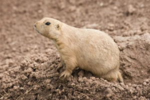 Images Dated 22nd August 2010: Black-Tailed Prairie Marmot - at entrance to burrow
