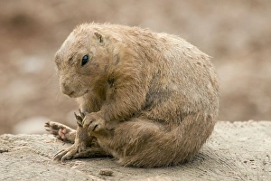 Images Dated 22nd August 2010: Black-Tailed Prairie Marmot - scratching itself