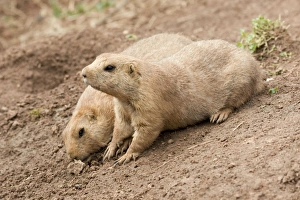 Images Dated 22nd August 2010: Black-Tailed Prairie Marmots